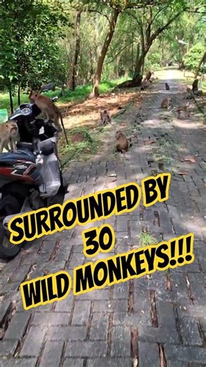 This rule kept me safe with 30 aggressive-looking macaques #shorts #monkeys