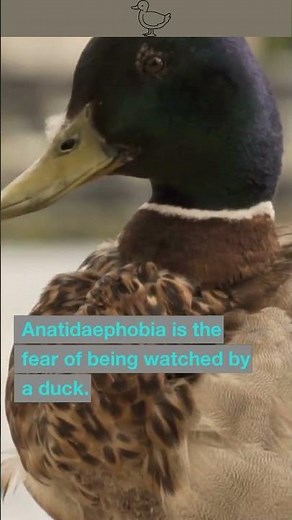 🦆 "Anatidaephobia: The Fear of Being Watched by Ducks" 🙀 #Phobias #Shorts