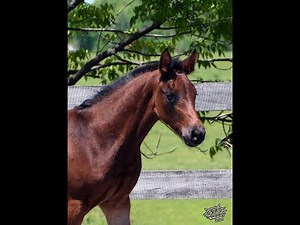 Tami Matthews Daenerys PF Oldenburg Filly for Sale in Ontario