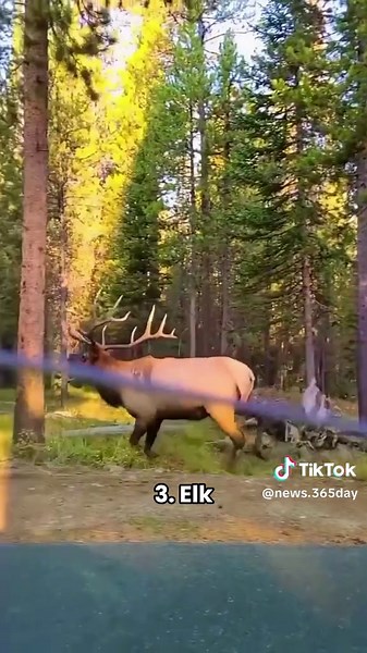 Discover Cute Animal Noises and Sounds