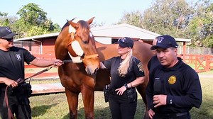 19K views · 814 reactions | There's a new sheriff in town in Davie,...