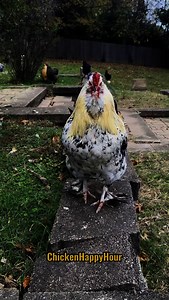 Hi Felicia BYE Felicia BYEEEEE ✌️🐔 #felicia #byefelicia #chickens #memesdaily #comedy #funnyanimals #chickensofinstagram #rooster #chickenhappyhour Audio: @borariechorar 🎉 | Chicken Happy Hour