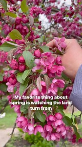 Springtime always feels like saying hello to an old friend that you haven’t seen in a long time. I love watching the first spring flowers pop up, and welcoming back the birds, and the bees, and butterflies. 🌸☀️🌱 #lifeonthefarm #homegrown #springtime #springinwisconsin | Whole-Fed Homestead