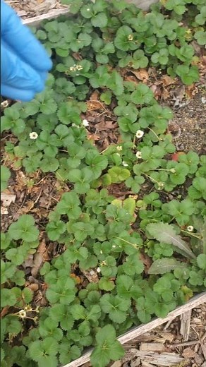 How to use rabbit manure in your garden