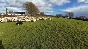 Overpowered and outnumbered!! It's as if the lambs are the Springboks and me and the dogs Ireland. 😳🇮🇪 | Ewetube