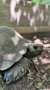 🚨BREAKING NEWS🚨 Scientists have discovered that tortoises are actually one of the fastest animals on the planet! This exclusive footage shows these Asian Giant Tortoises moving at speeds up to 80 miles per hour, faster than the average Cheetah. We are so pleased to share this groundbreaking discovery! 🐢💨 Pictured: Asian Giant Tortoise (Manouria emys phayrei) IUCN Red List Status: Critically Endangered 🎥: Elena Duran #AprilFools #TurtleSurvival #TurtleSurvivalCenter #TurtleConservation #Save