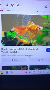 Boston Aquarium Fish Display