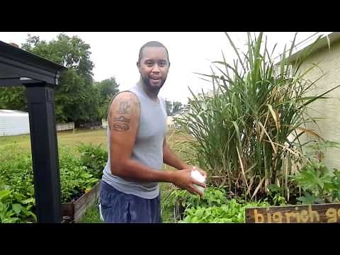 Composting Your Pulp From Juicing