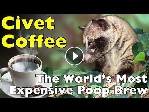 From Droppings to Delicacy: How Civet Coffee Is Made #Video