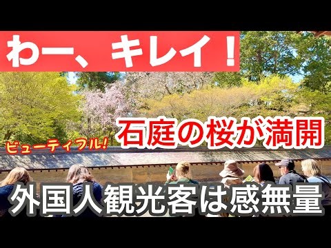 2026年4月8日 世界遺産龍安寺の石庭の桜🌸が満開 京都の春🍀に外国人観光客は感無量 Cherry blossoms at Ryoan-ji Temple, Kyoto