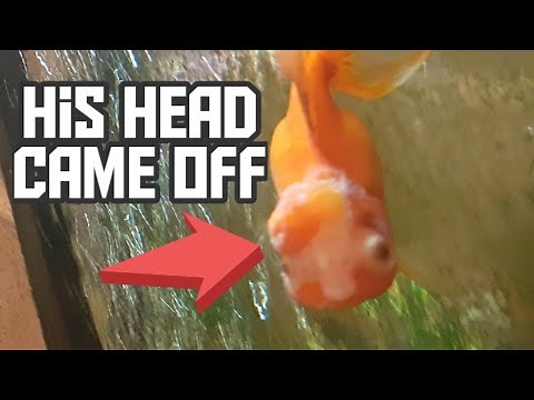 My oranda goldfish head exploded!
