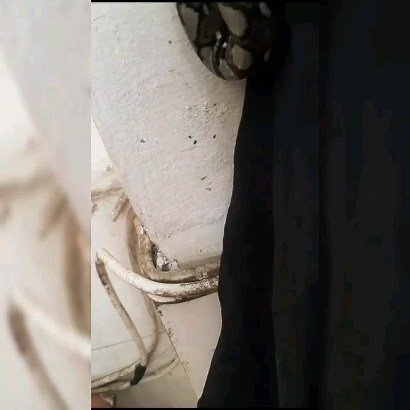 Rescued a Reticulated python was done by Gung Adi Reticulated python (Malayopython retoculatis) Non venomous Ular Sanca kembang atau Sanca batik atau Sanca timur laut ini, nama inggrisnya Reticulated python dan nama ilmiahnya yang sebelumnya adalah Python reticulatus, kini diubah genusnya menjadi Malayopython reticulatus, ini adalah ular terbesar dan terpanjang asli Asia, ular yang tidak berbisa ini adalah salah satu ular yang paling banyak diburu secara global. Karena ukurannya yang besar, ular