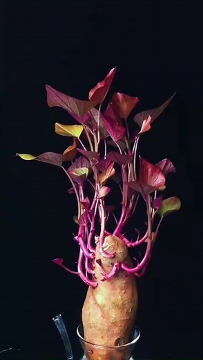 #Hydroponic healthy sweet potato seedlings