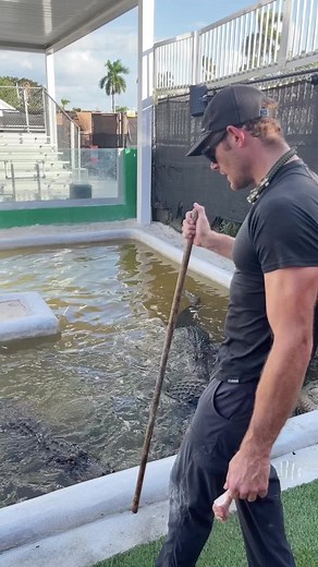Feeding the gators and Darth saw an opportunity! He’s usually very good at stationing in his position here, but he saw an opportunity to try and sneak up on George and went for it! You can hear George’s surprise😂😂😂. Like I always say, they’re trained never tame! More info from previous posts-At @evergladesholidaypark We feed our gators at the rescue once a week, that’s it, and only a few pieces each. 40lbs between about 20 gators, once a week. And most are overweight from this! That’ll blow a