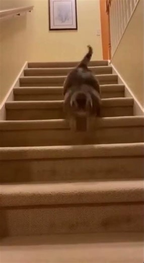 Cat falling down the stairs