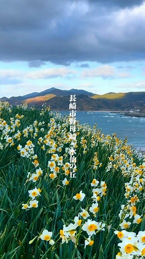 おでかけ長崎 ⌇グルメ・イベント・観光 on Instagram: ". . 1月31日から「のもざき水仙まつり」が 開催されている 水仙の丘に行ってきました🌼 環境省の「かおり風景100選」にも 選ばれているスポットです。 斜面一面に咲き誇る 約1,000万本の水仙は圧巻◎ 水仙の甘い香りにも景色にも 心からリフレッシュできます✨ 開花が進んでいるようなので 早めに行くのがおすすめです🚶‍♀️ Narcissus season is here in Nomozaki, Nagasaki! 🌼 This breathtaking view is officially one of the "100 Most Fragrant Landscapes" in Japan. A must-see winter scenery! ▶︎「水仙の丘（長崎のもざき恐竜パーク内）」 期間:2026年1月31日(土)〜2月15日(日) 場所:長崎市野母町568-1（無料駐車場あり） #長崎観光 #野母崎 #のもざき水仙まつり #軍艦島 #長崎ドライブ"