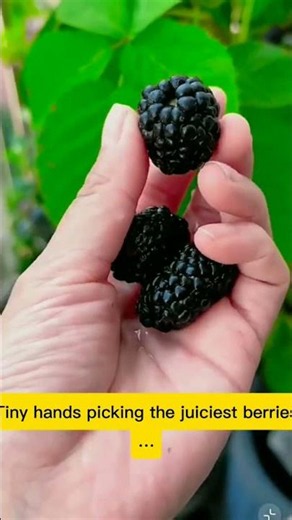 harvesting sweet mulberries straight from the tree 🍇🌱💧 #nature #asmr #balconygarden #harvest #texas