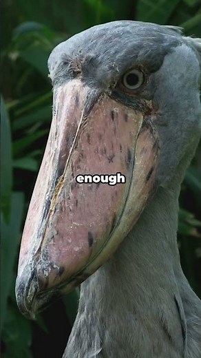 The Shoebill: Nature’s Scariest Chill Bird 😳🐦