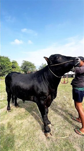 BLACK COW FOR SALE STARTING AT OVER 40 MILLION🔥 #review #cow #black #super #expensive #crazy #vir...