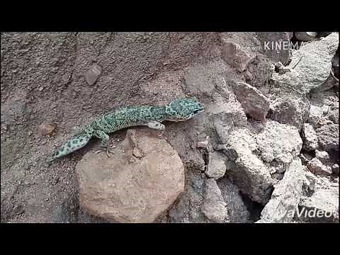 Leopard Gecko\n\n(Eublepharis Macularius\n)