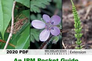 A mobile-friendly guide for weed identification in nurseries and landscapes is now available
