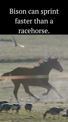 Bison can sprint faster than a racehorse