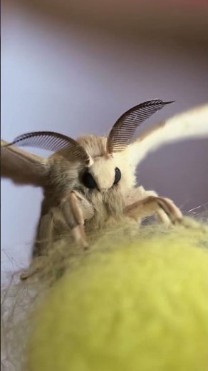 Close up video of a #silkworm moth ‪@PandaSilk‬