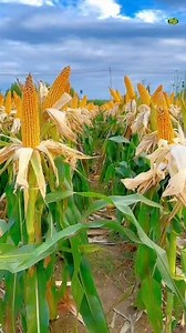 This is how to store your grains properly 👇👇 #grains #farmers #storage #agriculture | Rifi Farms