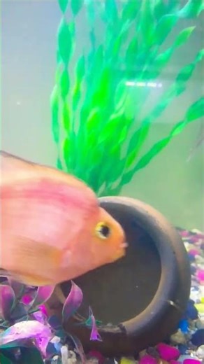 #parrotfish breeding setup Male female.....#viralshort