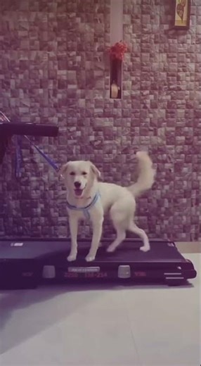 Moonwalking Dog on a Treadmill 😂 #funnyanimals #omg #shorts #viral