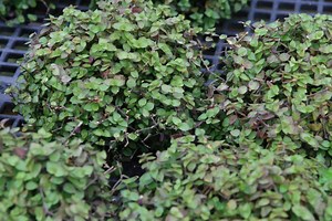 La Callisia Repens: [Plantación, Cuidados, Riego Y Sustrato]