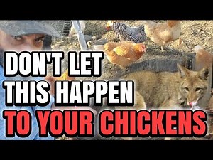 Predator Control for CHICKENS: 6Tips You NEED to Know!