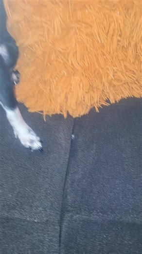 🍂🍃Zoe🍃🍂 (@soy_zoe_lps)’s videos with sonido original - Lisa Simpson Oficial ✅