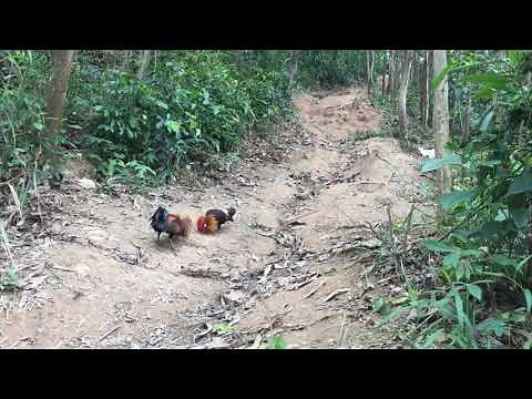 Trapping Red JungleFowl - Wild Chicken 2020