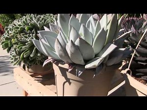 Tender Succulents: Part 1