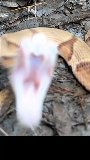 Copperhead Snake Strike: A Defensive Behavior
