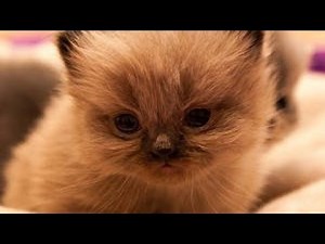 【癒し注意】猫ちゃんの超絶可愛い動画#1