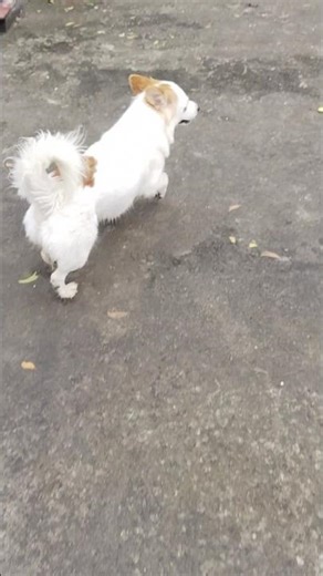 Aaj tu pitegi Aane#shorts #dogshorts #trendingshorts #comedy #funny