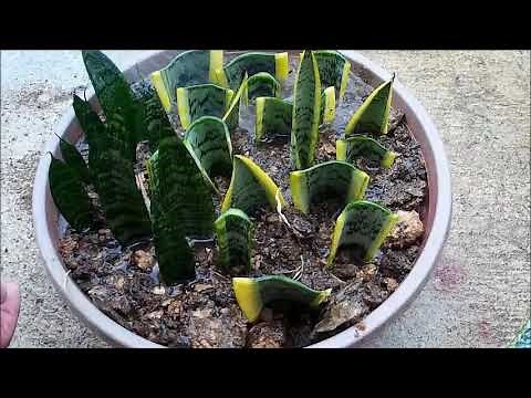 Snake Plant Propagation in Water and Soil by Leaf Cuttings (Sansevieria)