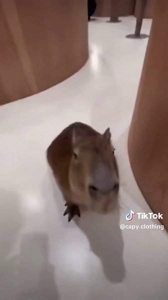 #fyp #Capy #capybara #capybaratiktok #fail