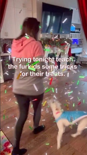 ⭐ “Teaching My Pups Cute Tricks for Treats! Easy Dog Training You Can Try Today” #dogtraining