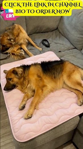 Best Dog Cooling Mat To Buy [MUST-HAVE]