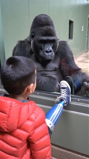 Gorilla Sees Prosthetic Leg... His Reaction Will Make You CRY! 😭