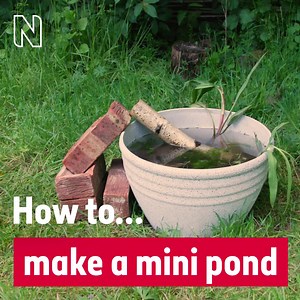 14K views · 424 reactions | A garden pond is one of the best ways you can help Britain's wildlife. You can create one in even the tiniest of gardens and a wide variety of animals will benefit, including frogs, pond skaters and blackbirds. Get expert advice on how to create and maintain a small pond and discover what might move in: https://nhmlondon.org/NHM-Wildlife-Pond-Aug21 | Natural History Museum, London | Facebook