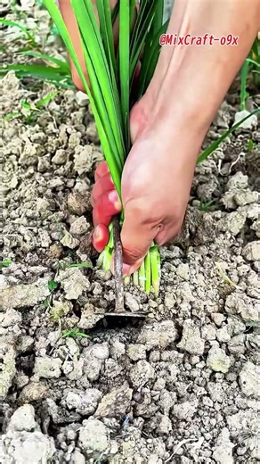Harvesting Chives: Pungent, Easy-Growing, and Nutrient-Rich #mixcraft