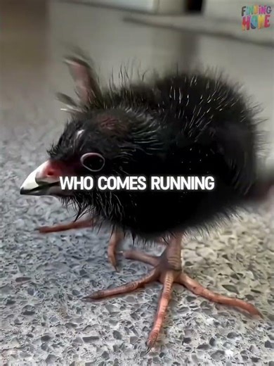 This 'Ugly Duckling' turned into a colorful Prince🖤➡️❤️