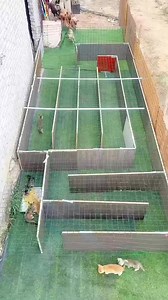 Difficulty 🍀🍀🍀🍀🍀，Dogs in a maze . #puppy #CatTok #MeowMoments #CrazyCatLife #CatFails #PurrfectVideo #Viral #dog #funny #pets #cute | Cats lovers