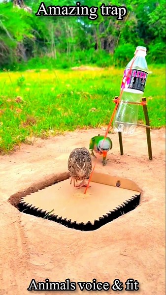 DIY Parrot & Quail Trap Using a Plastic Bottle | Simple & Effective Bird Trap #shorts #birds