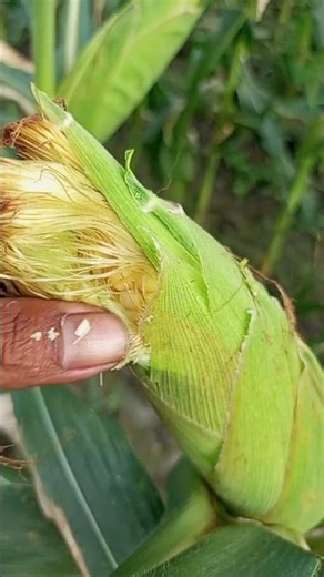 Signs That Sweet Corn Is Ready to Harvest | Easy Farming Guide #Shorts