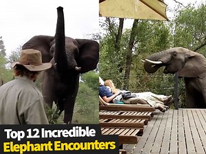 4.5M views · 87K reactions | Top 12 INCREDIBLE Wild Elephant Encounters!  | Newsflare | Facebook